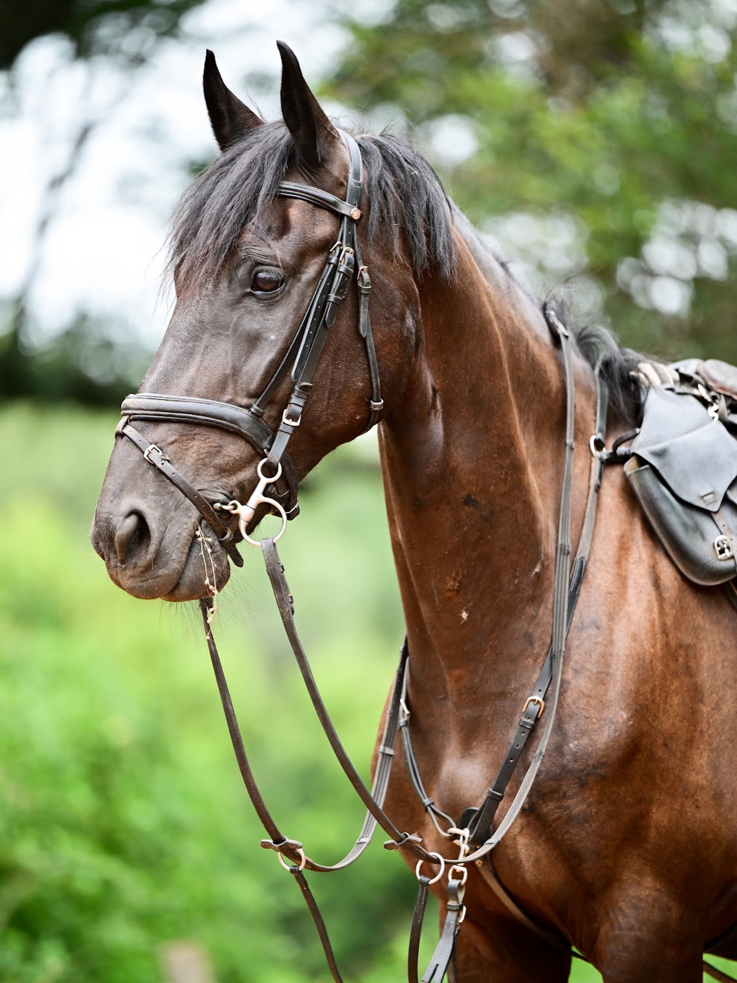 Meet Raven,

Sleek, jet black, and made to turn heads on safari. With a floating, effortless canter, he’s the kind of horse that makes experienced riders grin ear to ear.
Confident, bold, and beautifully balanced, Raven moves through the bush like he owns it! 
A stunning safari partner for those who love a bit of finesse and a touch of thrill.

📸: @pix.by.alex 

#AfricanBig5HorseSafaris #TheWaitALittleExperience #HorseSafarisSouthAfrica #MeetTheHerd #SafariHorses