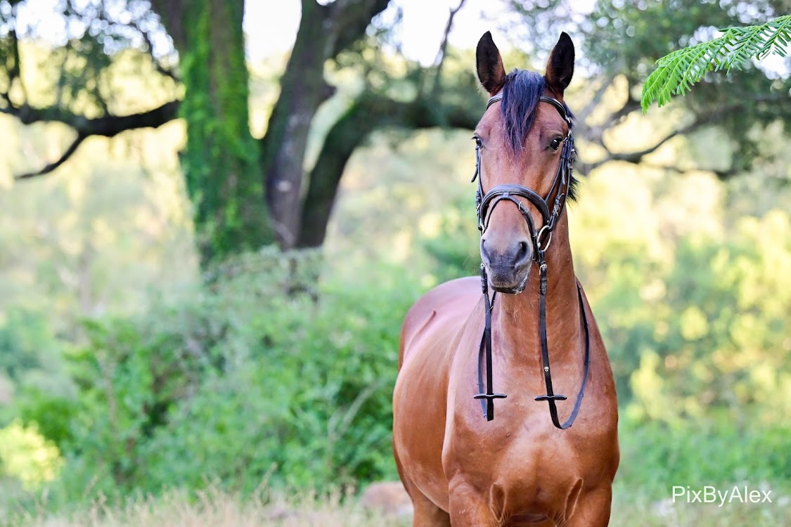 Meet Peroni,

Reliable, brave, and steady in the bush, Peroni has proved himself in being one of the favorites among guests who ride him. A true gentleman that has turned into an unforgettable safari companion.

📸: @pix.by.alex 

#AfricanBig5HorseSafaris #TheWaitALittleExperience #AfricanHorseSafaris #MeetTheHerd #SafariHorse
