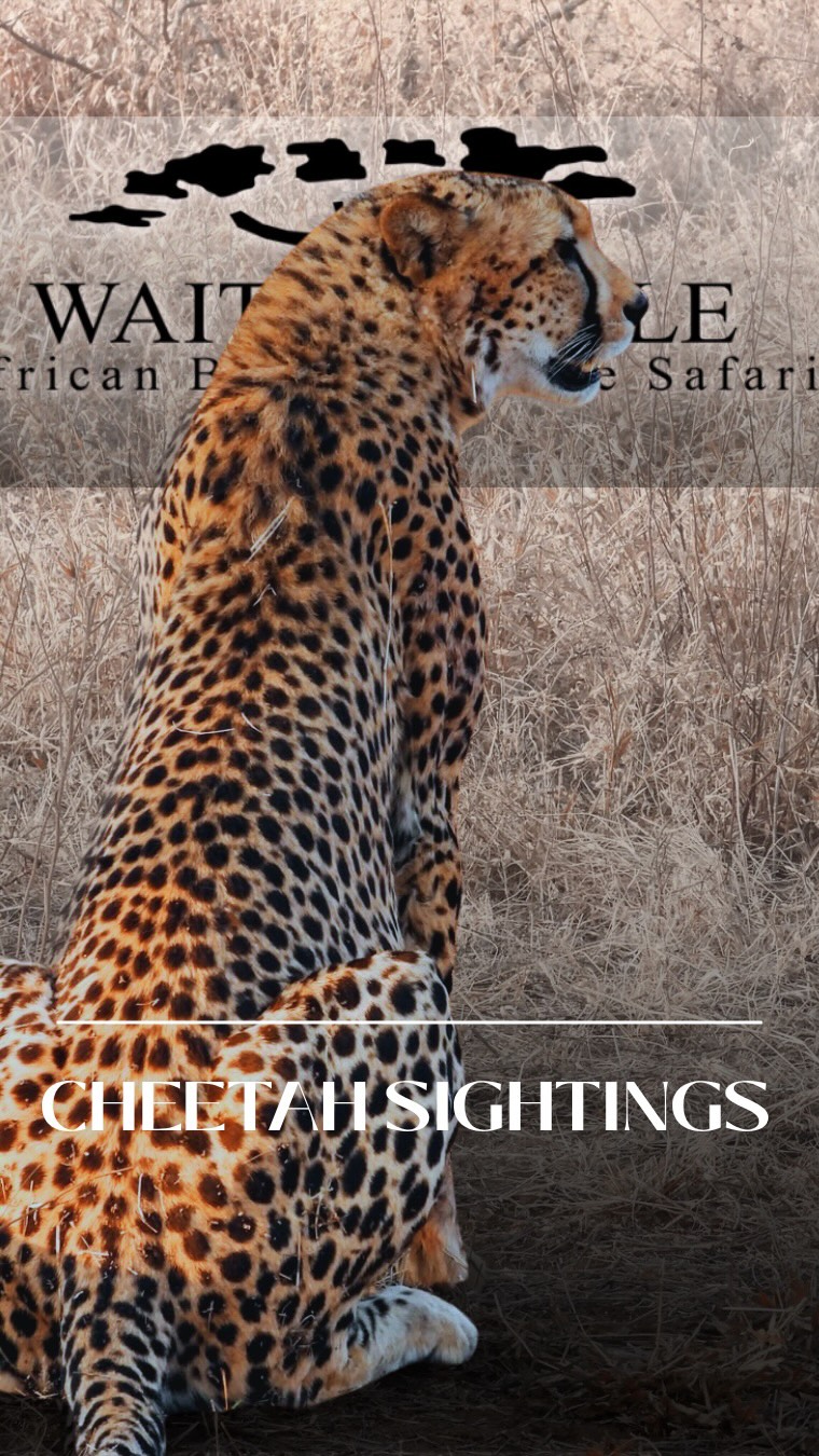 A cheetah sighting is always special. 
A cheetah sighting from the back of a horse, unforgettable. 

#africanbig5horsesafaris #waitalittle #thewaitalittleexperience #ridinginafrica #horsesafaris