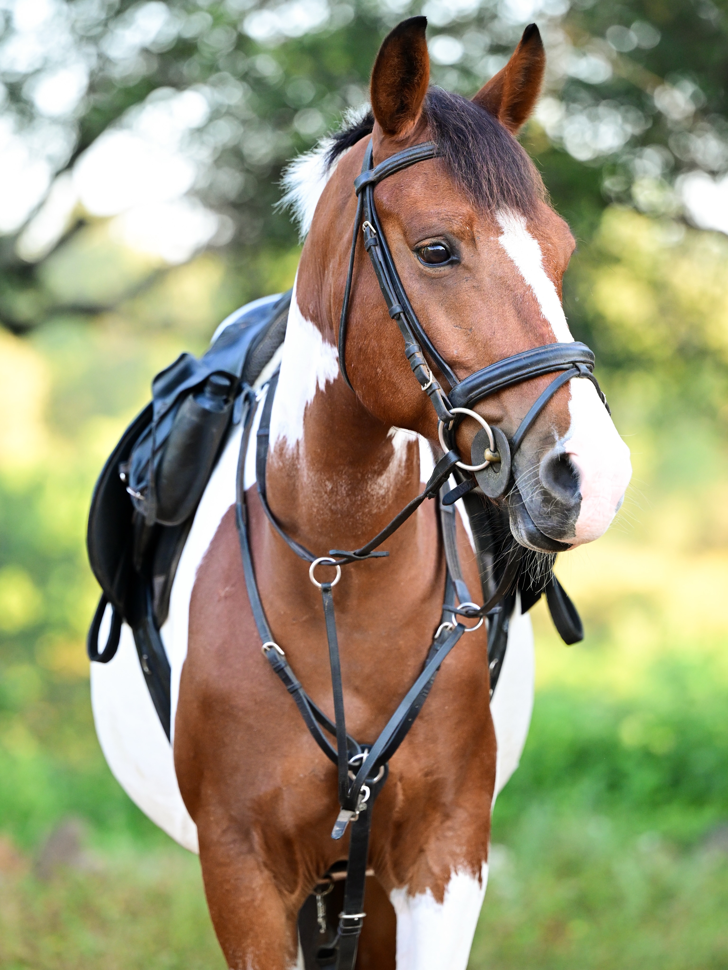 We are back with our Meet the Herd series.. & we’d love for you to meet Orion🐴! 

Our striking painted trail companion. Small in stature but never in presence, he moves through the bush with confidence and grace, proving that size doesn’t define a safari horse.

Orion joined Wait A Little thanks to the generosity of a volunteer, and we are incredibly grateful for him as he’s turned into an amazing trail horse. Smart, bold, and full of heart, Orion is proof that the best horses come in all shapes, sizes, and colours.

📸: @pix.by.alex 

#africanbig5horsesafari #waitalittle #meettheherd #africansafarihorse #thewaitalittleexperience
