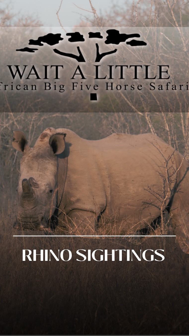 There’s nothing quite like encountering rhino on horseback, just authentic wildlife moments and respect in its purest form.

That’s African safari magic for you ✨

If bucket list safari experiences, close-up rhino sightings, and authentic African horseback safaris are your thing… you know where to find us.

#africanbig5horsesafari #waitalittle #thewaitalittleexperience #horsesafari #rhinoencounters