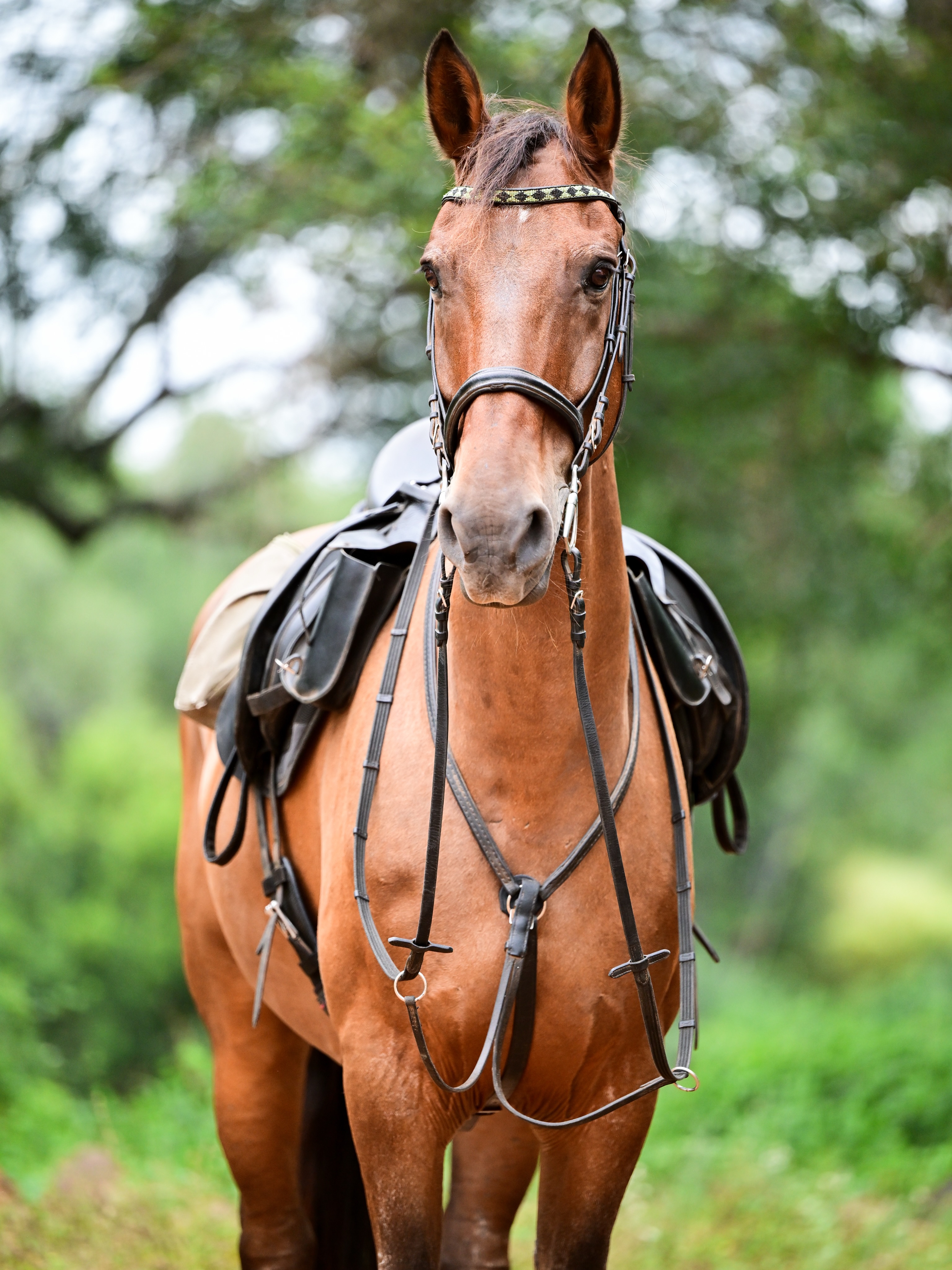 Meet Bit,

The quiet professional of our horse safaris.
Known for his great walk and ground covering stride. Often our trusted backup horse.
Steady and honest in the bush, Bit gives our backup riders that feeling of effortlessness.
Not flashy, not complicated, just a good safari horse who gets the job done beautifully.

📷: @pix.by.alex 

#africanbig5horsesafari #waitalittle #meettheherd #africansafarihorses #horsesafaris