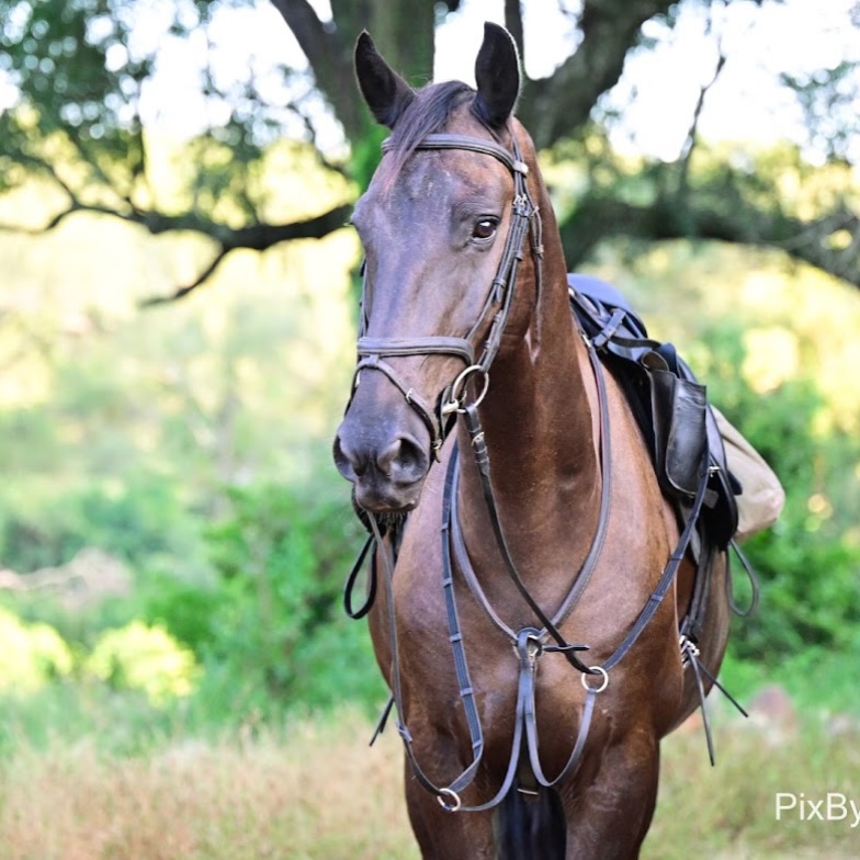 Meet Bert,

The easygoing backbone of our herd.
Laid back, steady, and calm under any circumstance, he’s one of our trusted backup horses and shines in wildlife sightings.

Smooth in the bush, reliable for all our backup riders. Bert makes even long safari days feel effortless.
Quiet, dependable, and with a heart of gold, he’s the kind of horse every rider is grateful to have by their side.

📸: @pix.by.alex 

#africanbig5horsesafaris #waitalittle #thewaitalittleexperience #meettheherd #safarihorses