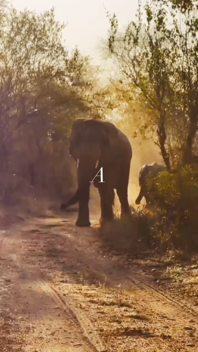 When you booked your horse safari trip to South Africa, did you imagine it could be this magical? ✨

#africanbig5horsesafari #waitalittle #thewaitalittleexperience #ridinginafrica #africanhorsesafaris