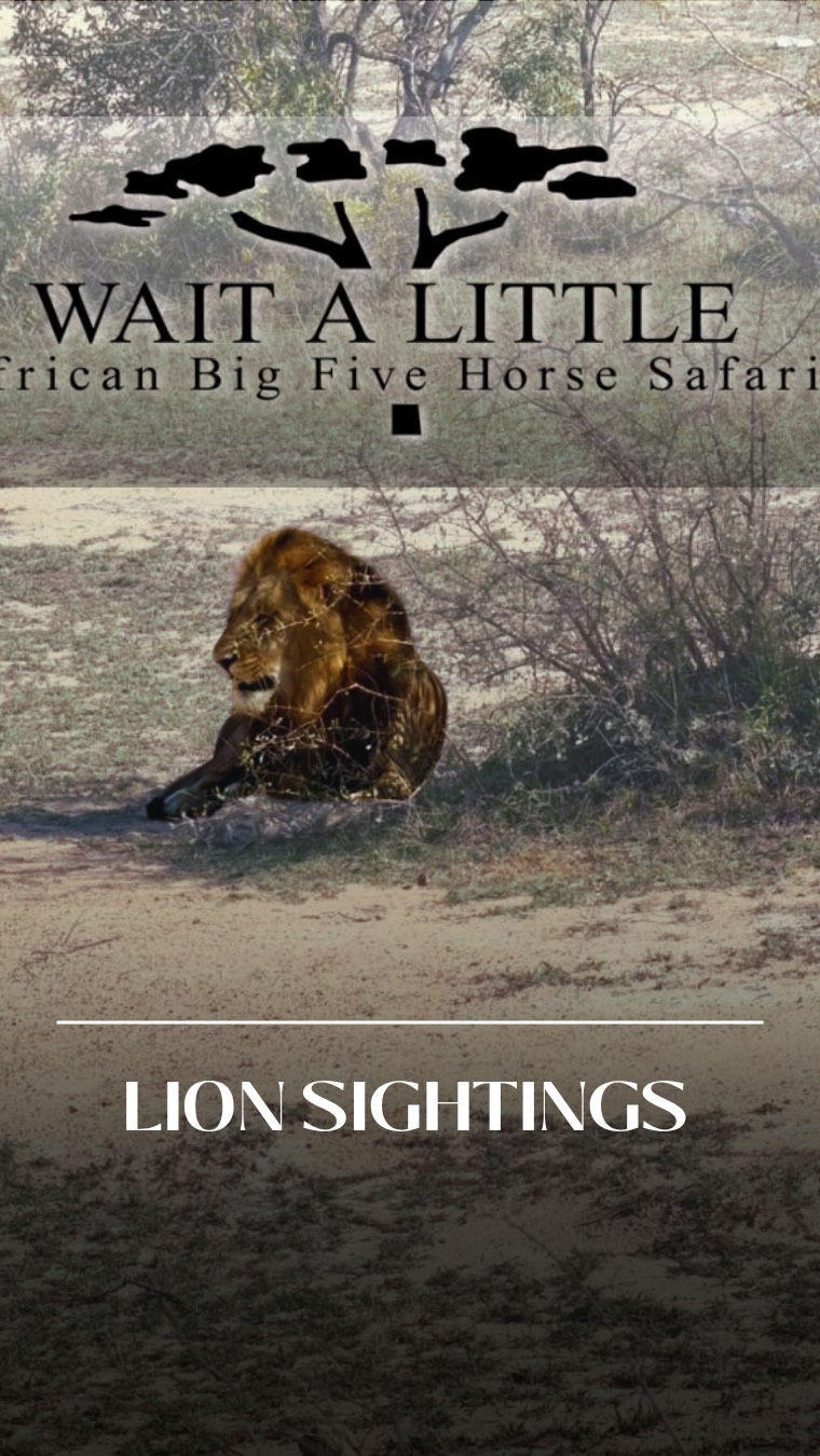 Who needs WiFi when you have a roaring lion? 
Just another unscripted moment on our safaris that we couldn’t have set up even if we tried ✨

#africanbig5horsesafari #waitalittle #thewaitalittleexperience #ridinginafrica #africanhorsesafaris