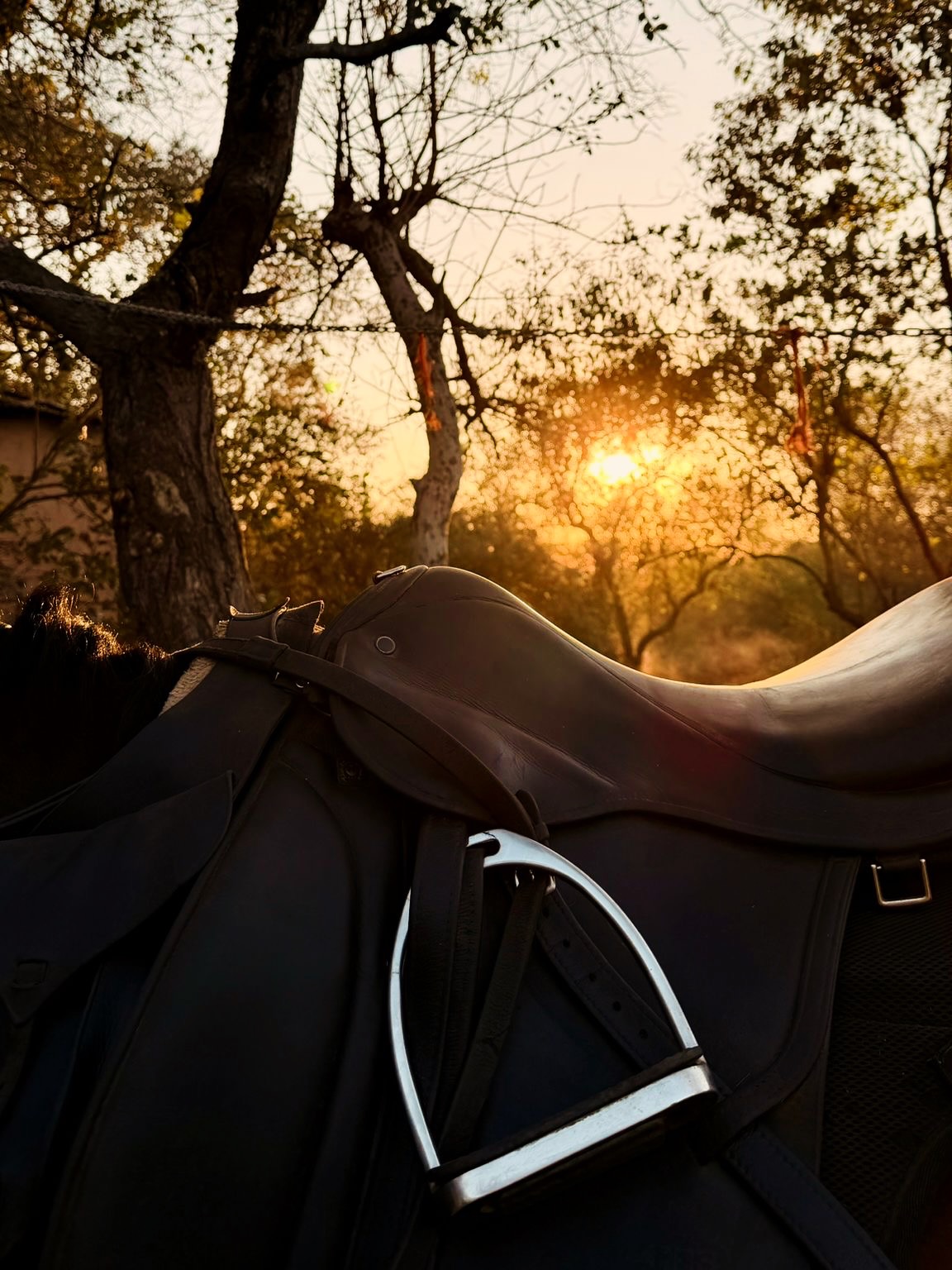 In the bush, every moment is a new adventure waiting to unfold. From early mornings to late afternoons with our safari horses, there is nothing quite like the rhythm of the African bush to our guests heart racing! 

#africanbig5horsesafari #waitalittle #thewaitalittleexperience #ridinginafrica #horsesafaris